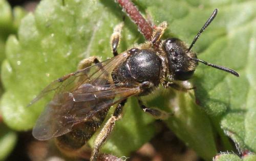 Lasioglossum sp.
